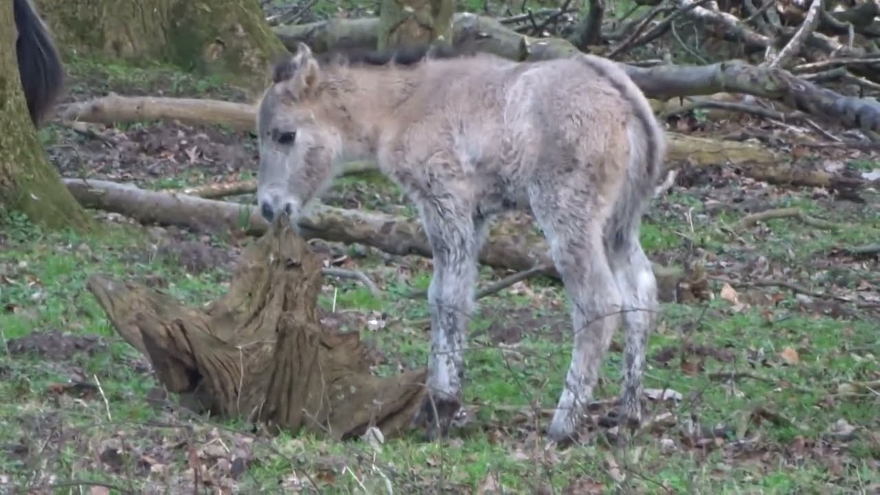 Konik Fohlen Entdeckungstour Pferd Koniks Wildponys Wildpferd Wildpferde Herde Pferde Geltinger Birk