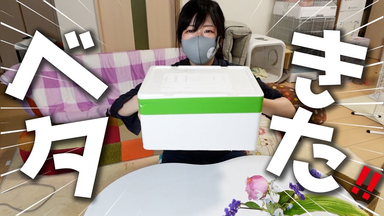 ベタを20,000円分購入したので水槽のセッティングをします！｜アクアリウム