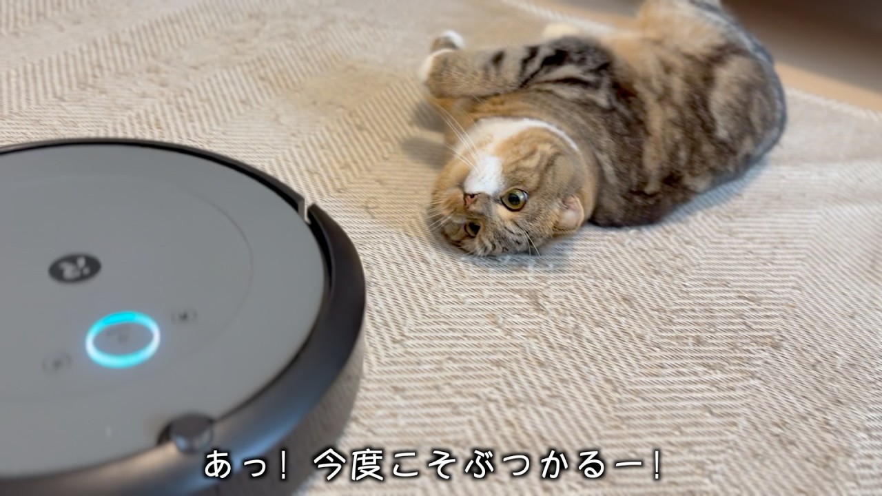 昔はあんなにビビってた猫がいまでは