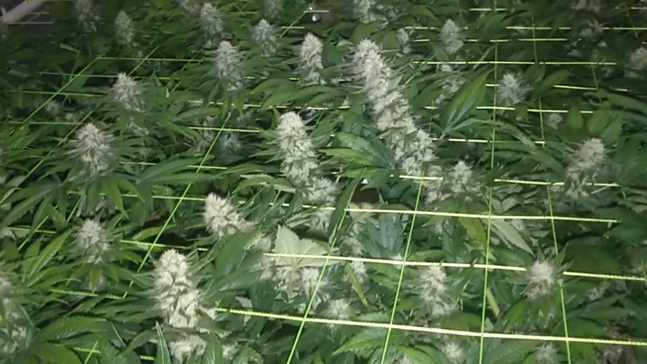 Purple Kush grow 4 weeks into flower