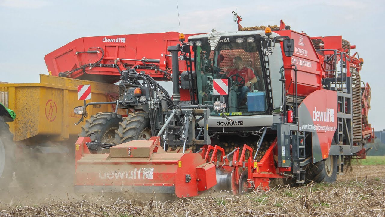 New Dewulf Ra3060 in action! Potato harvest | Kartoffelnernte | Aardappels rooien