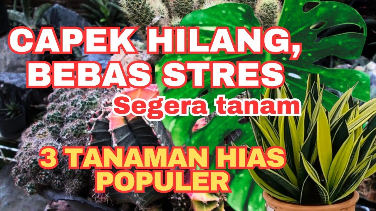 Penghilang Stres : 3 Tanaman hias populer yang bisa meningkatkan Kesehatan mental | Manfaat tanaman