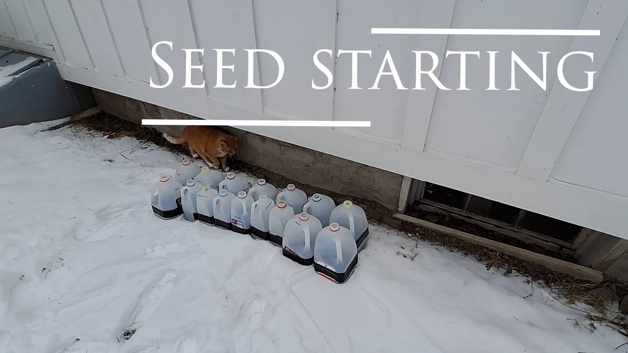 Seed starting