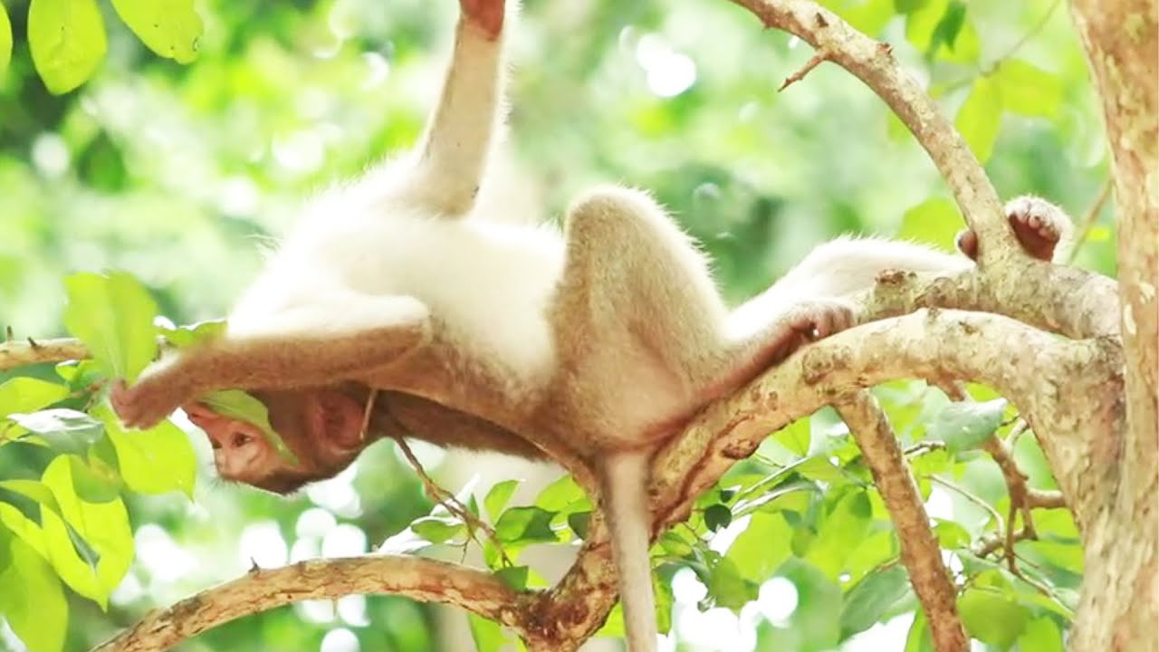 Young Rex  Monkey  Sleep Playing on the Tree  ~on  July 20,2022/ VS .141 .. Amber Mk