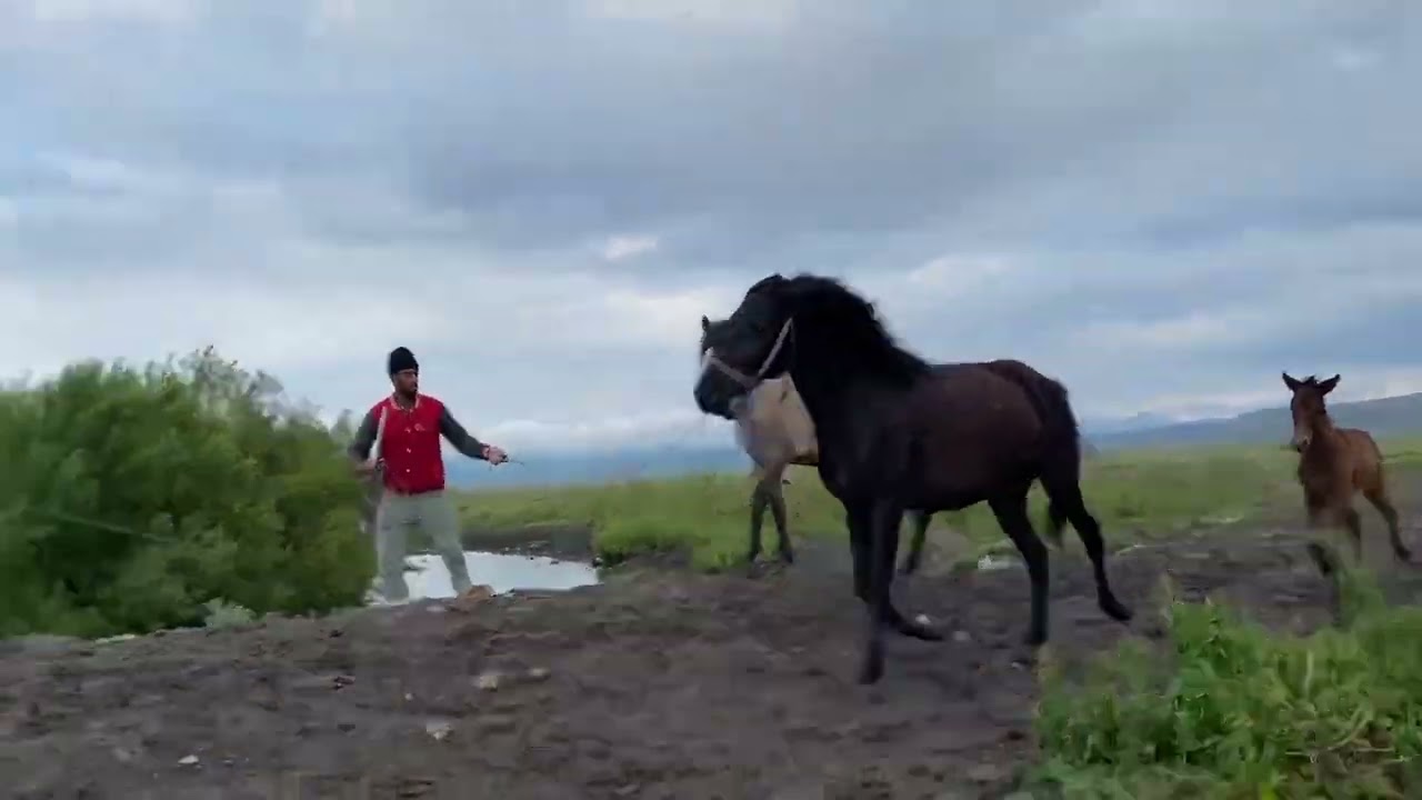 🐴