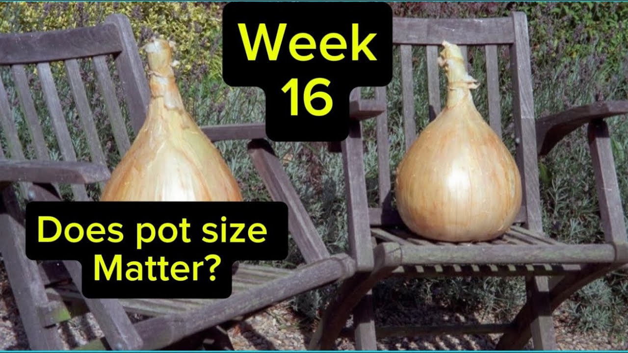 Giant onions, how important is pot size?