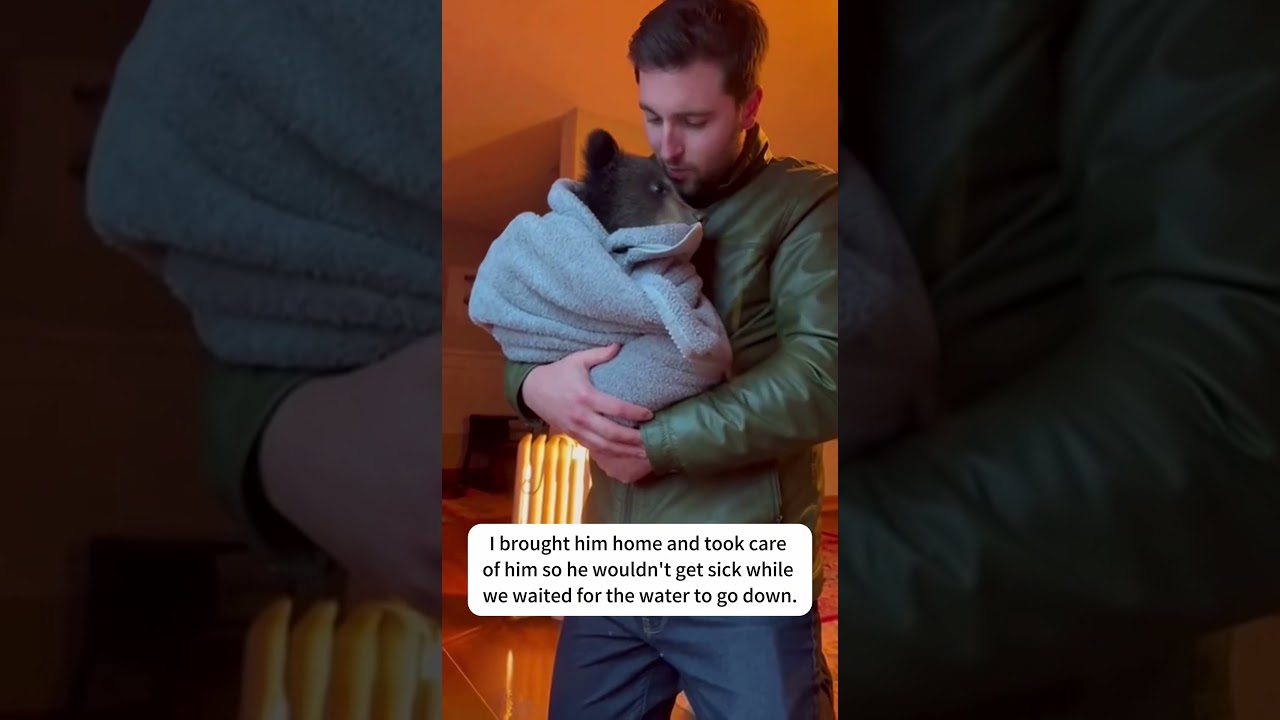 Rescue Bear Cub in Flood and Reunites Him with Mama!😭❤️#shorts#animalrescue