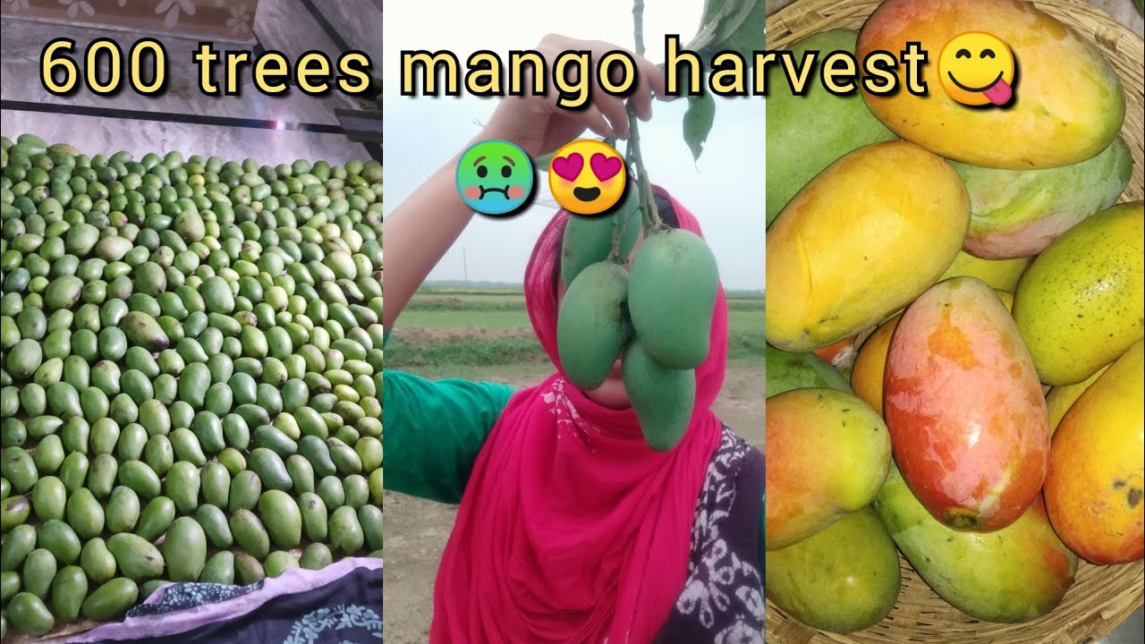 huge mango harvest // rural life quarantine vlog
