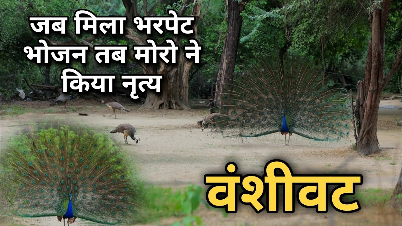 वंशीवट में पहुंची आप सब की मोर सेवा 