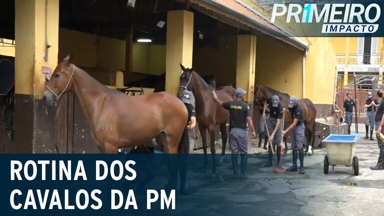 Descubra como é a vida dos cavalos da PM ao se aposentarem | Primeiro Impacto (21/10/20)