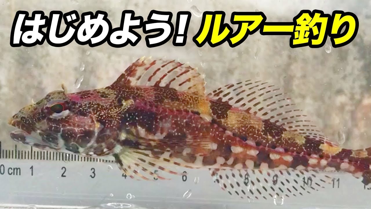 【簡単釣り】ルアー初心者にオススメしたいアナハゼという魚の魅力！！