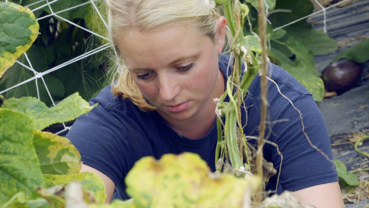 Des légumes bio et locaux en restauration collective