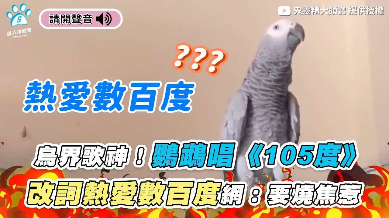 【鳥界歌神！鸚鵡唱《105度》 改詞熱愛數百度網：要燒焦惹】｜@big-head-mico