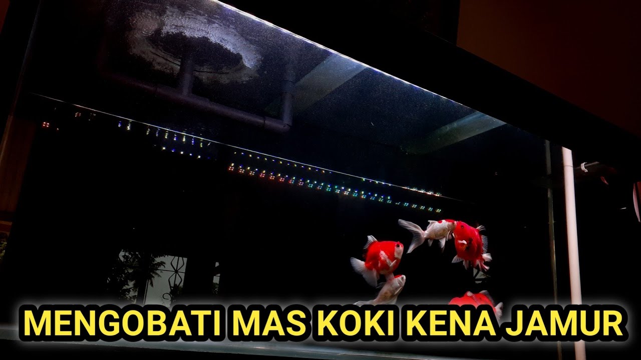 Mengobati ikan mas koki terkena penyakit jamur