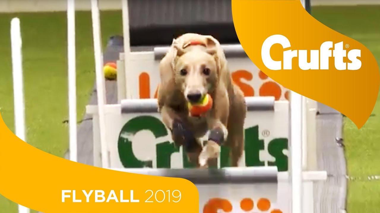 Flyball - Team Quarter Finals | Crufts 2019