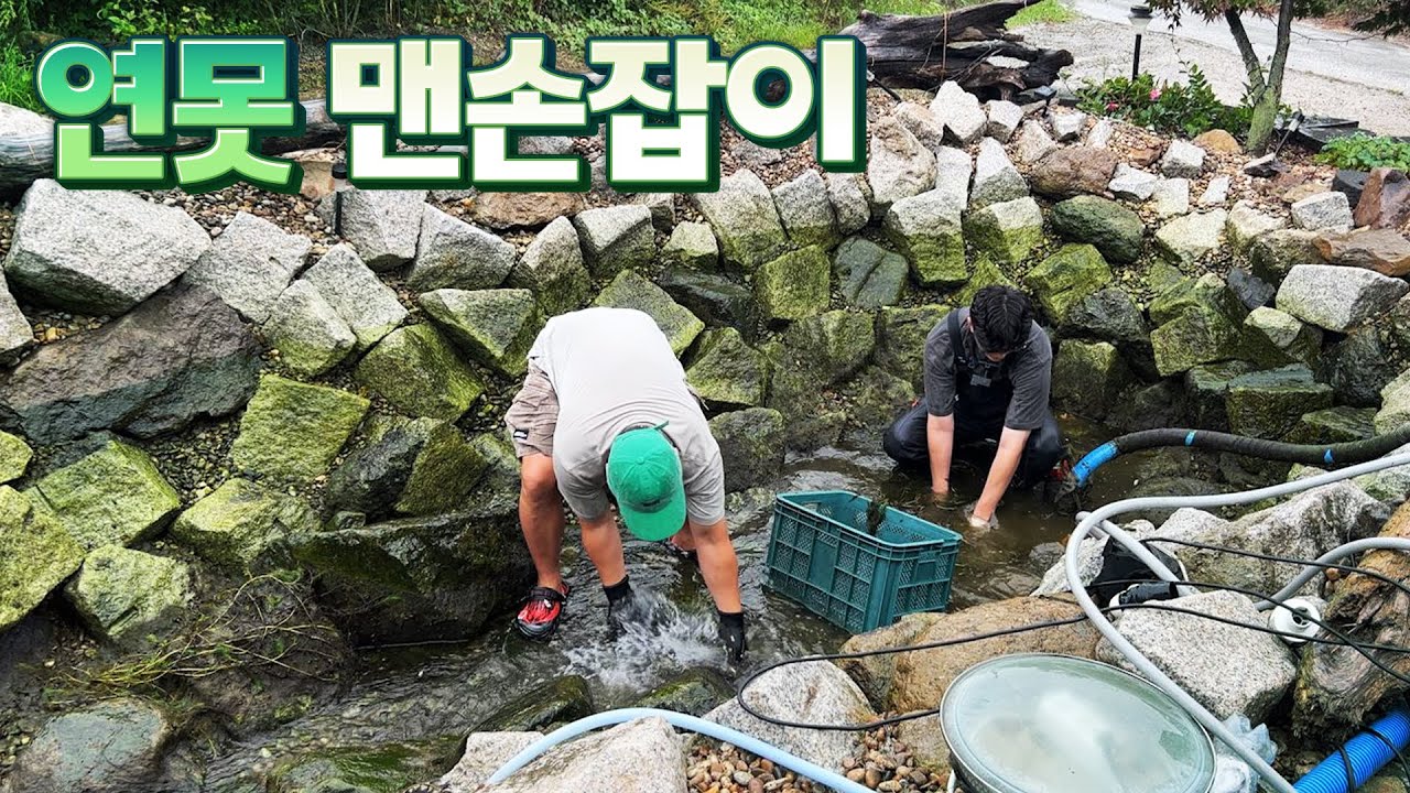 펌프로 물을 빼서 연못속에 살고있던 물고기들 싹 처리해버렸습니다! 별의 별 물고기가 다 살고있었네요!