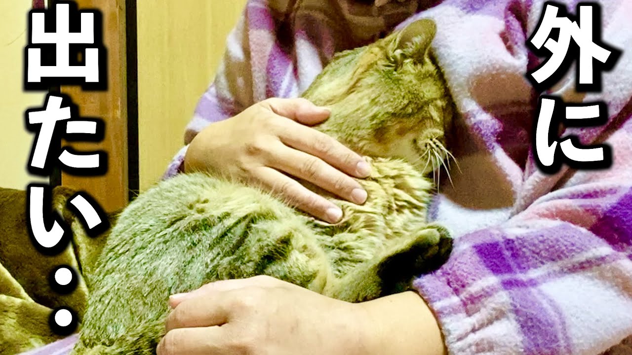 庭に住みついた野良猫を家猫へ#9【夜泣きとの戦い】