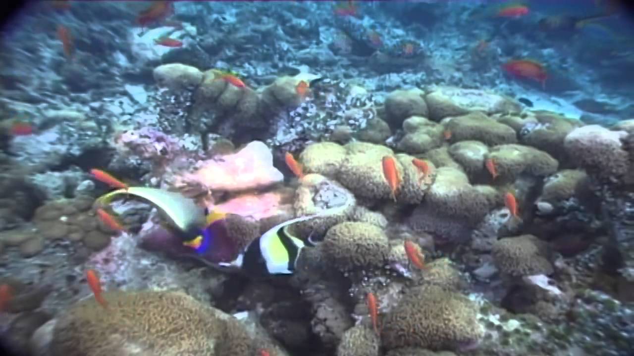 Maldives Diving Paradise - Full Documentary