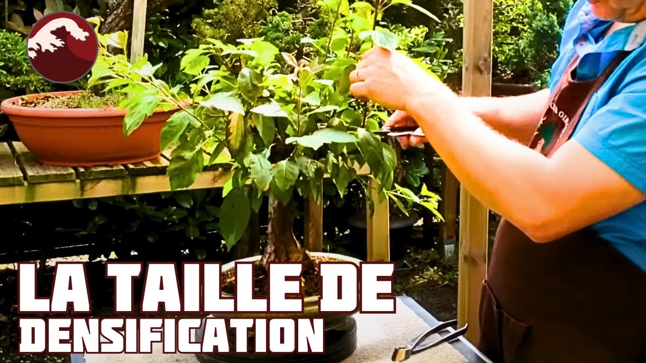 Taille de Densification sur un Pommier Bonsai🌱 NEJIKAN BONSAI 🌱