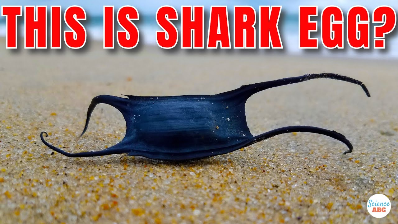 Why Do Shark Eggs Look So Weird?