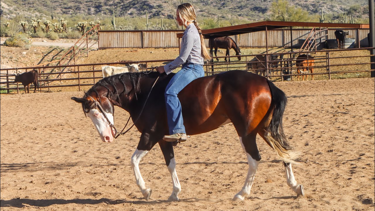 Lot 14 Creampuff • Clint Headings X Rancho Rio ‘26