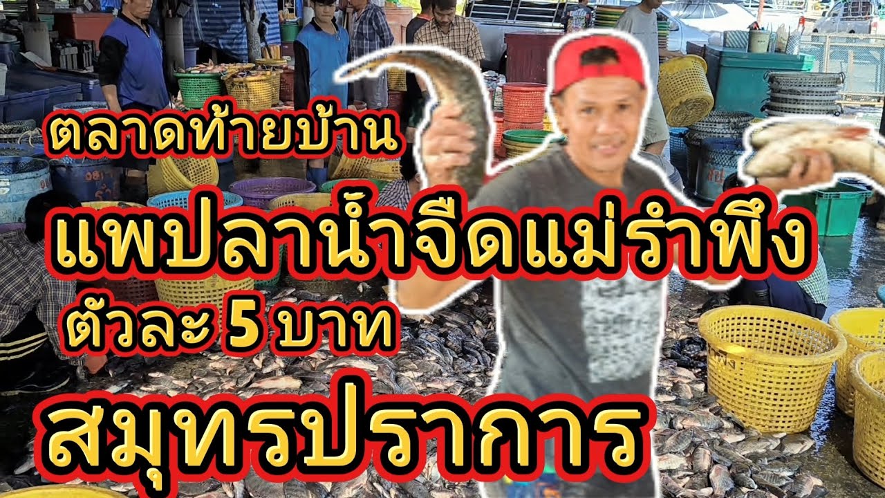 แพปลาน้ำจืดตกตัวละ 5 บาท สมุทรปราการ
