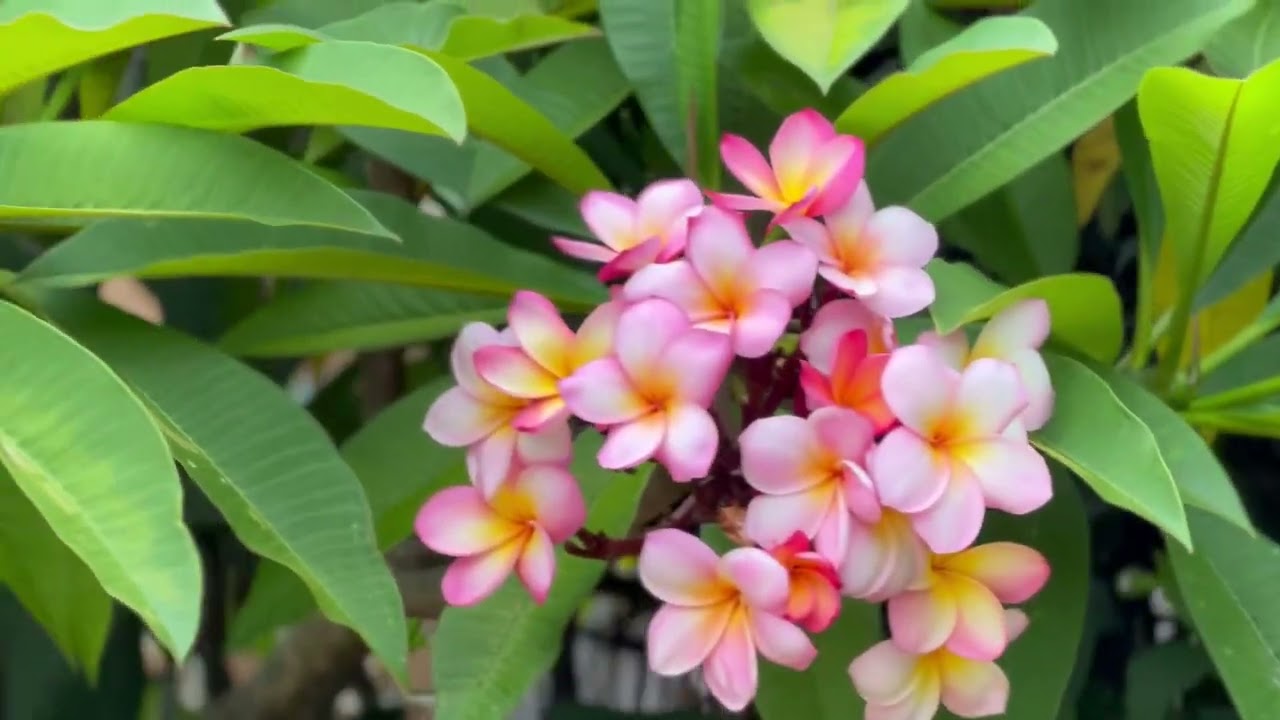 Triple scented soy candle - Frangipani