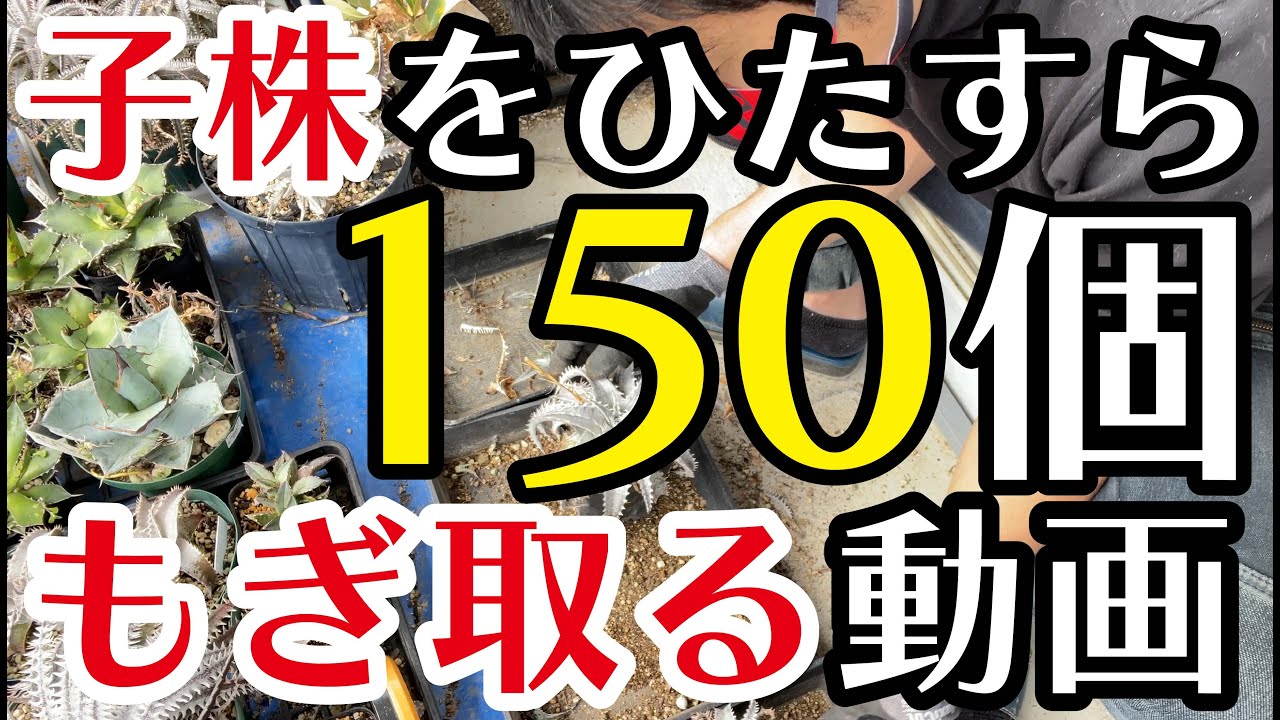【園芸】ディッキア栽培家のモーニングルーティン【多肉植物】園芸育て方