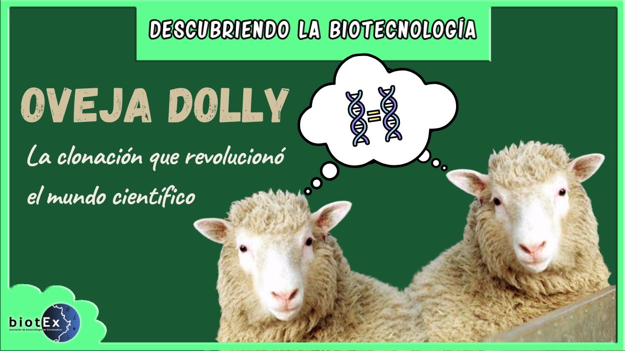 LA OVEJA DOLLY, la clonación que revolucionó la ciencia | Descubriendo la Biotecnología
