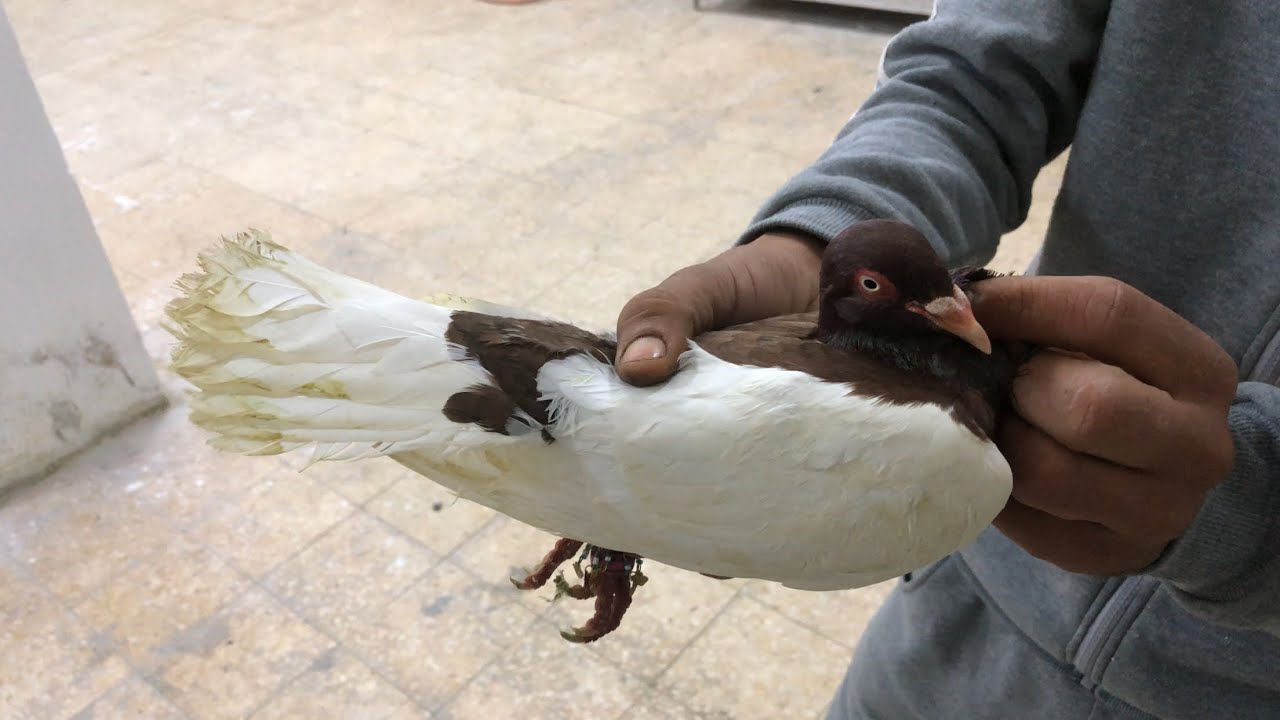حمام يهودي احمر بذنب ابيض