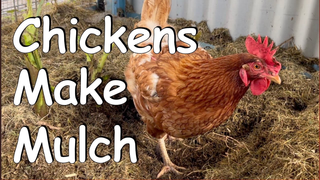 Chickens turn my compost