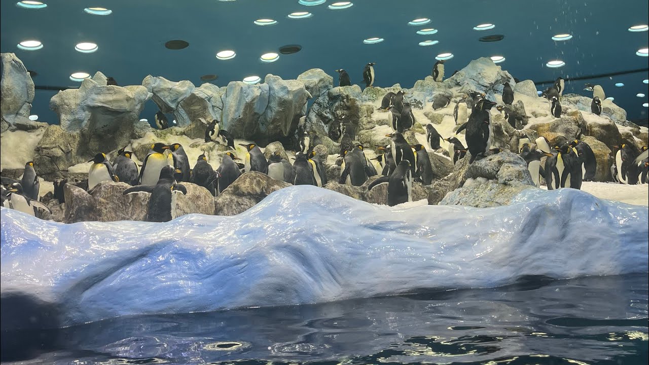 Planet Penguin Highlights | Loro Parque 2024