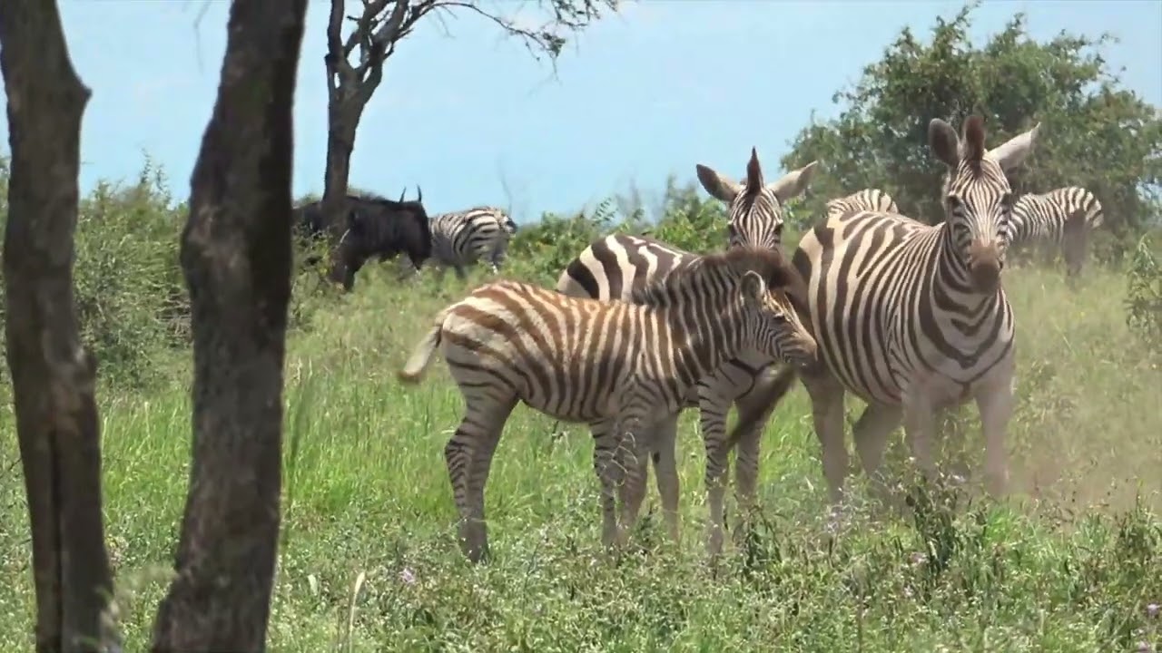 Krugerpark 23 January - 15 February  2025. An African Summer in the 