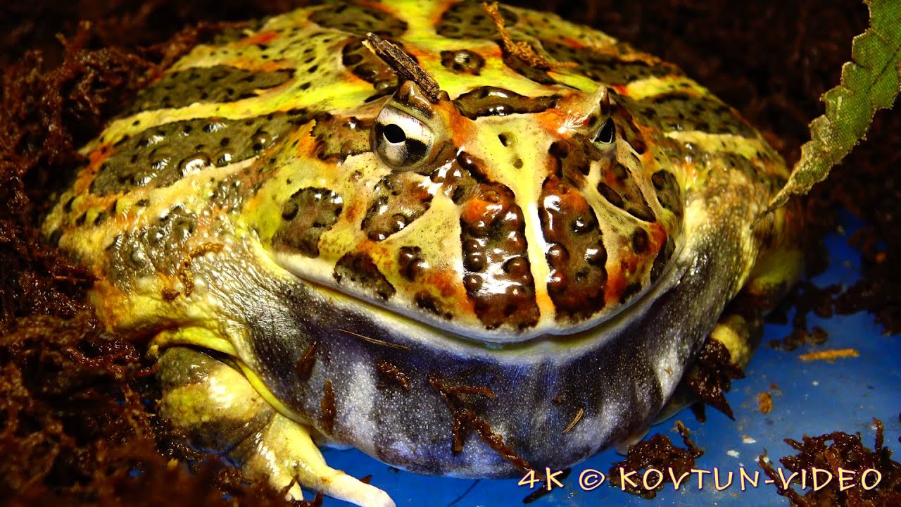 &copy; 4К. Рогатка Кранвелла (Ceratophrys cranwelli) // Cranwell's horned frog