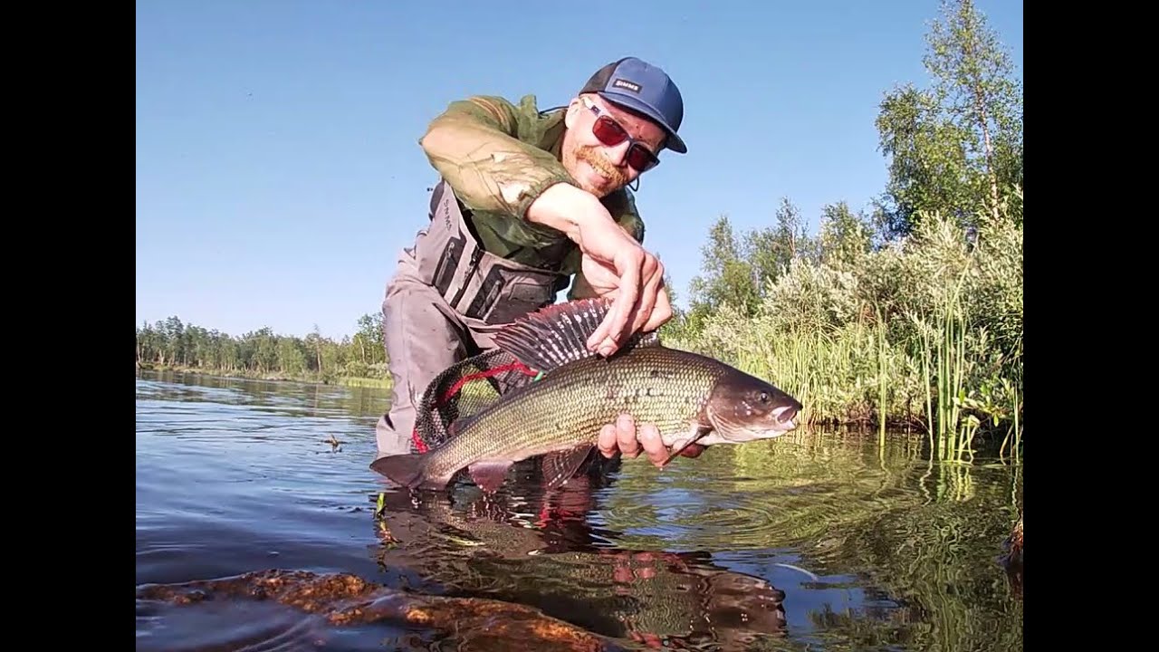 Dry fly fishing and big graylings / Pintaperhokalastusta ja suurharjuksia
