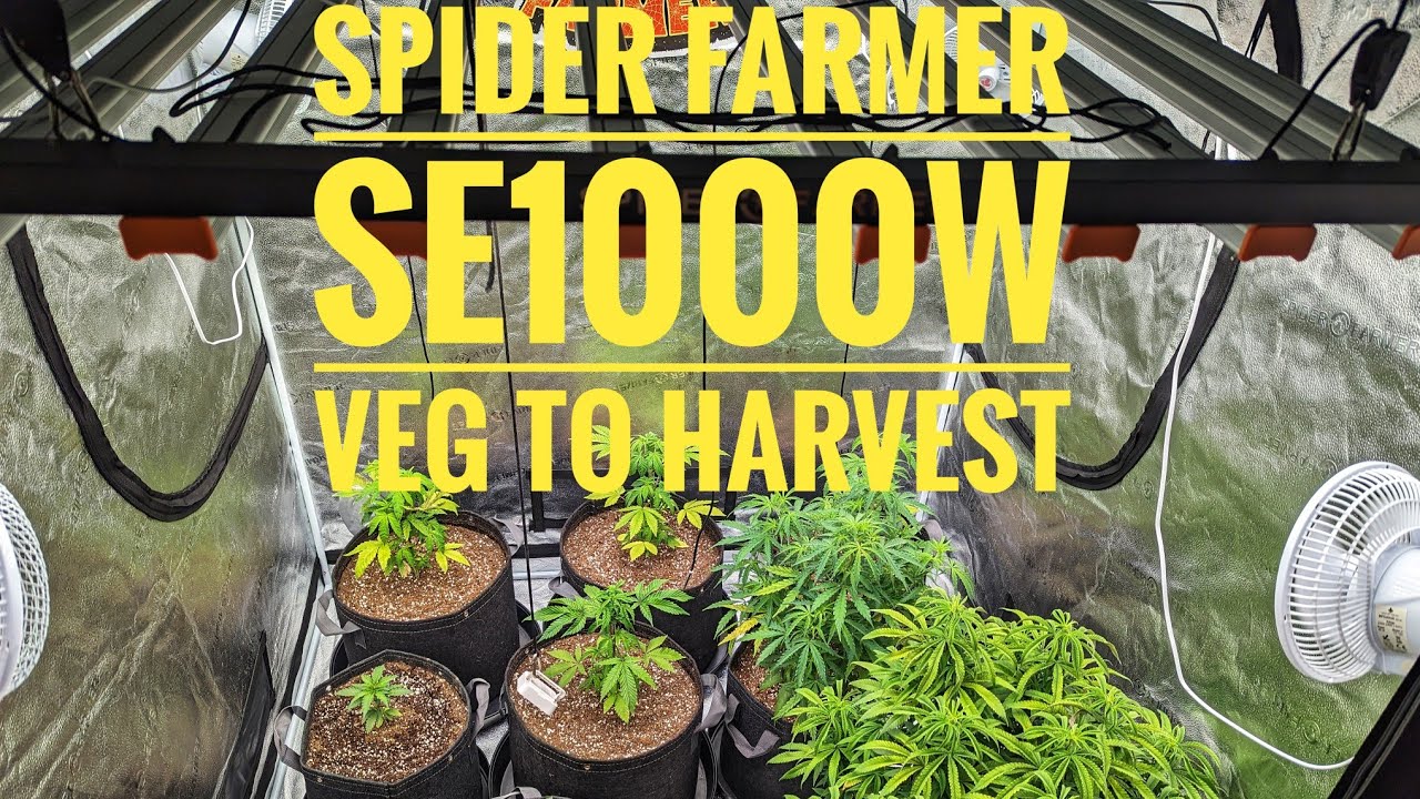 Spider Farmer SE1000W & GHS Veg to Harvest Episode #1