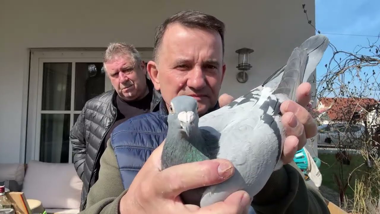 Gołębie De Klak 613 oryginał Robert Bauer do rozpłodu 513016809 Artur Pawelec