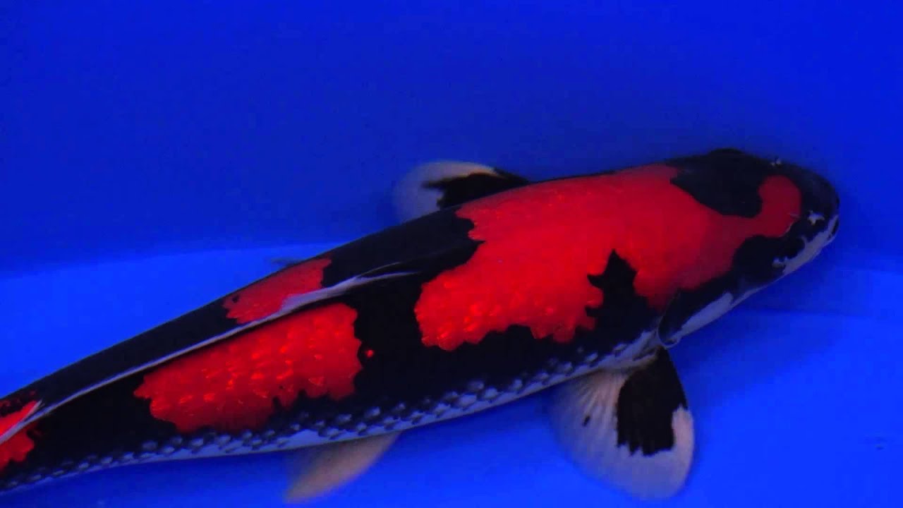 2015 All Japan Koi Show - Kokugyo Winners