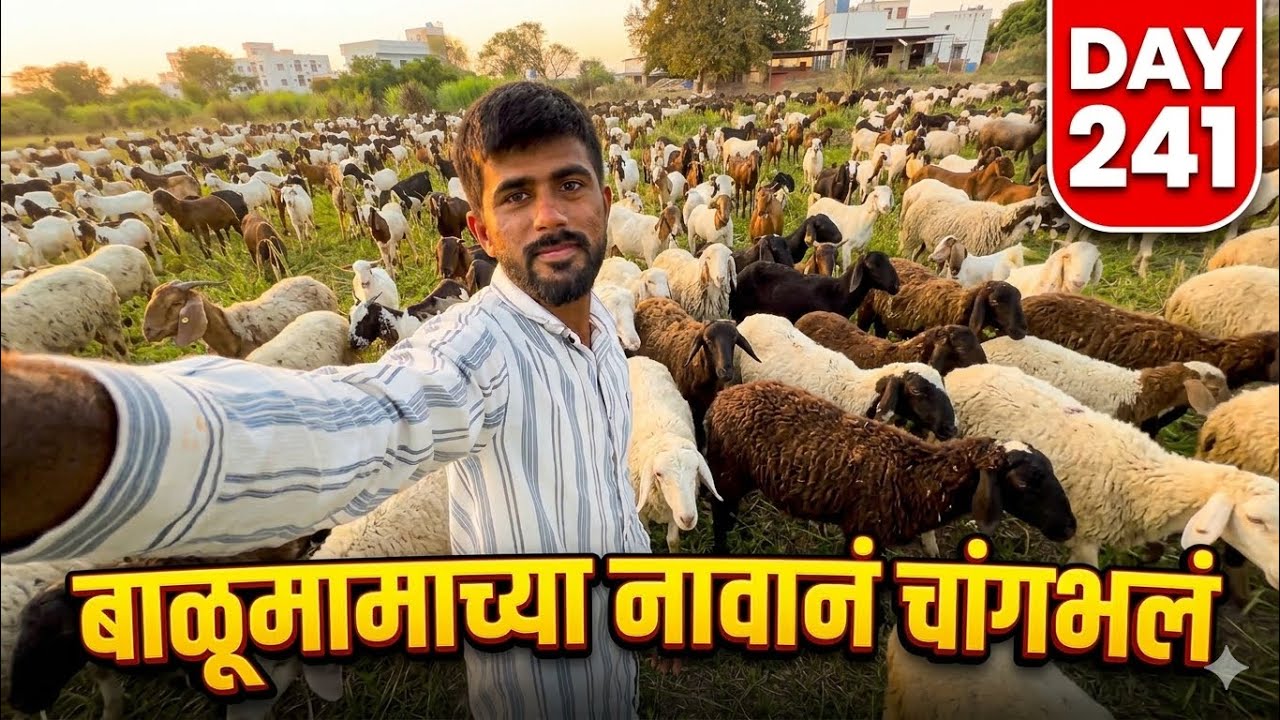 Balumama Palkhi No.8 | Mene Charaya 🙇🏻‍♂️🙏🏼