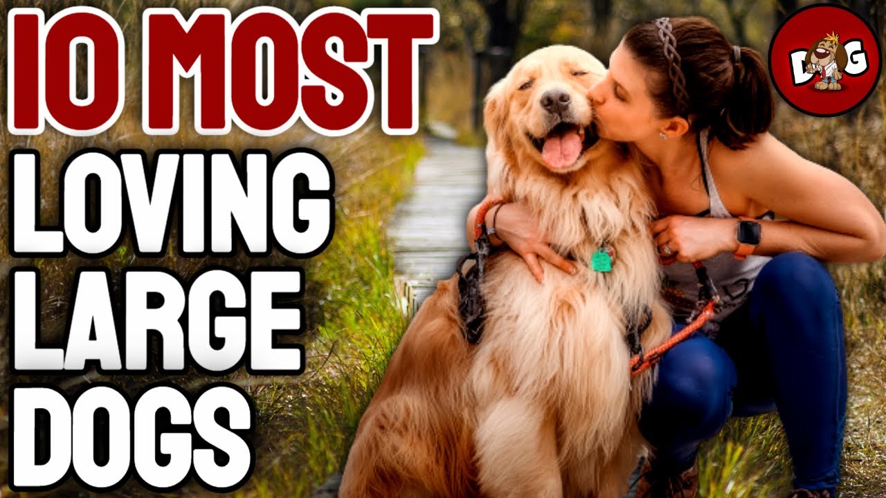 10 Most Affectionate Loving Large Dog Breeds