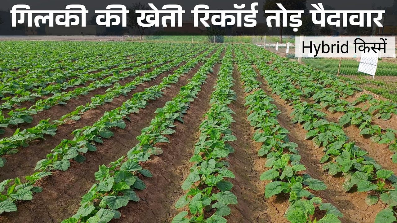 गिलकी की खेती | Sponge gourd farming | सम्पूर्ण जानकारी | gilki ki kheti kaise karen