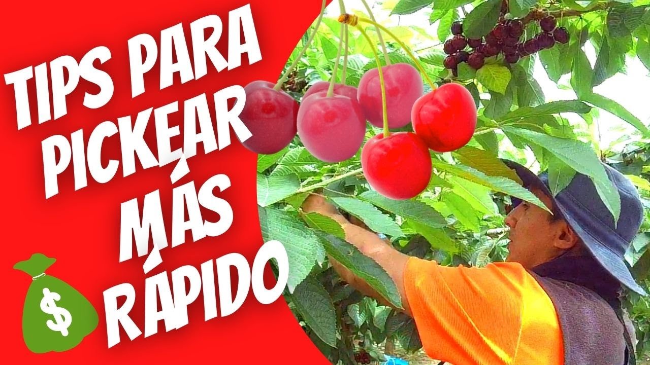 Temporada de CHERRIES 🍒  Pickear más Rápido | ¿Se puede ahorrar mucho dinero? 💰 🤑
