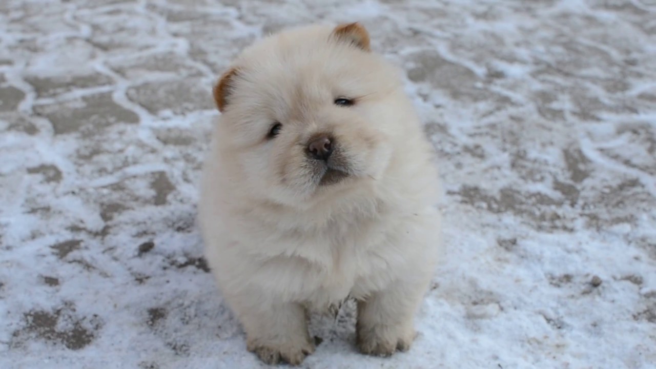 Chow -chow cream puppies 2017.January