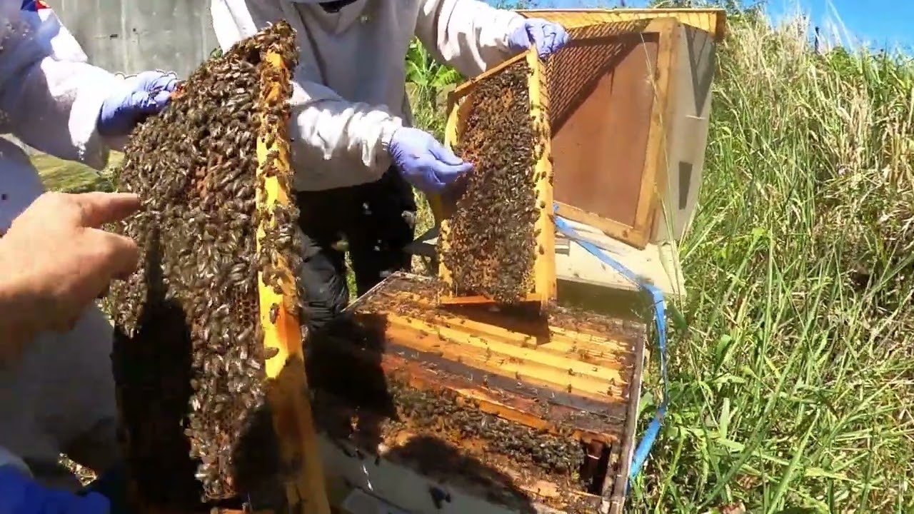 Un lundi d'octobre avec mes abeilles, loque américaine, G.D.S, CR et reines