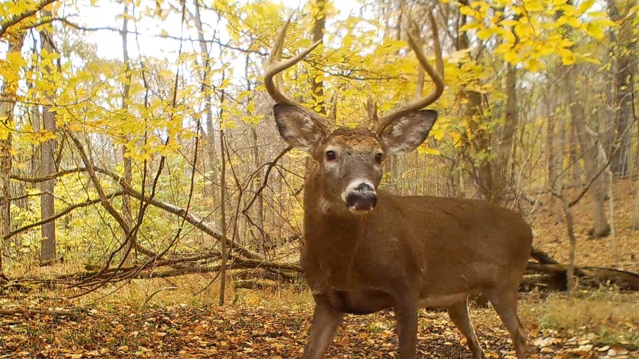 Rut behavior Bucks Grunting and chasing does