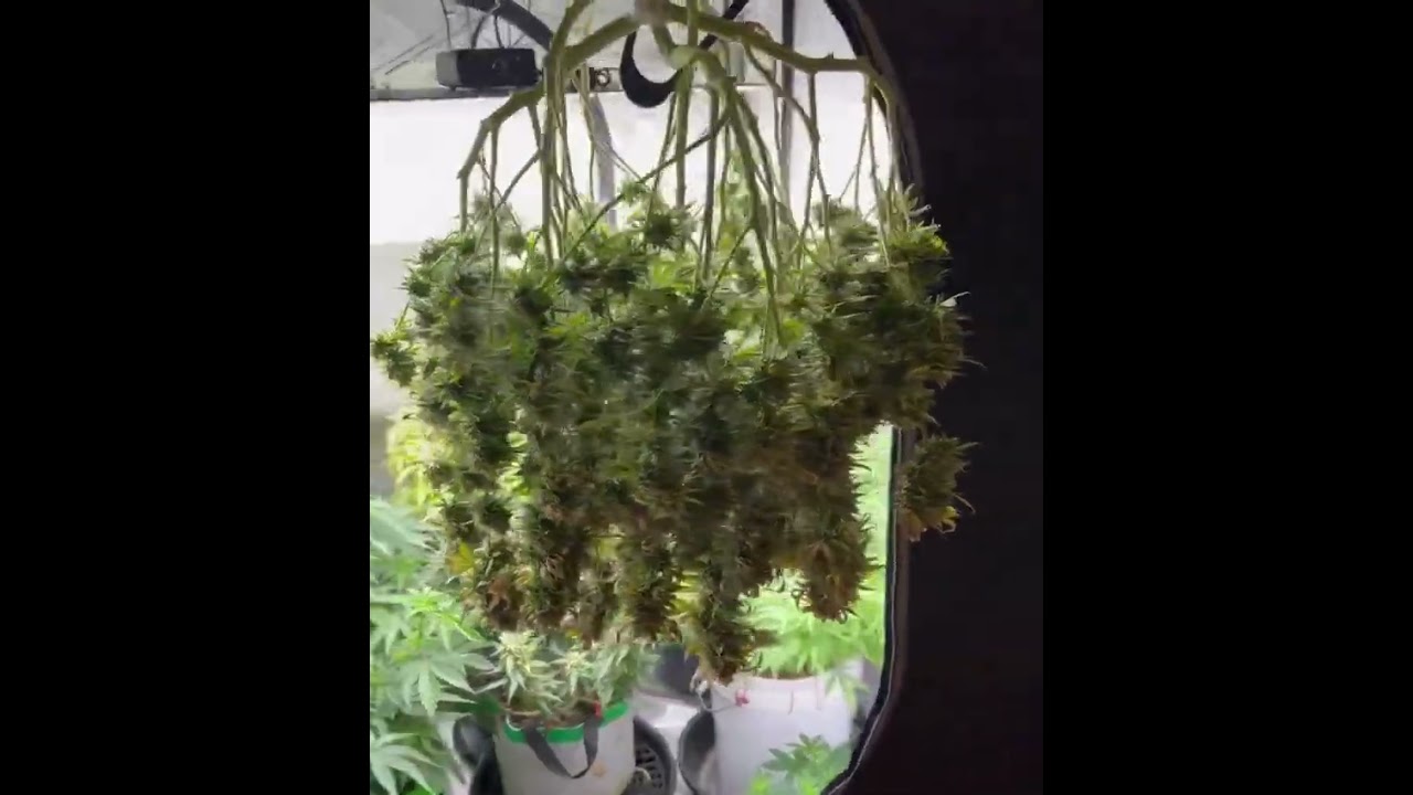 ☠️ Amnesia Haze Auto | Fast Buds | Sativa