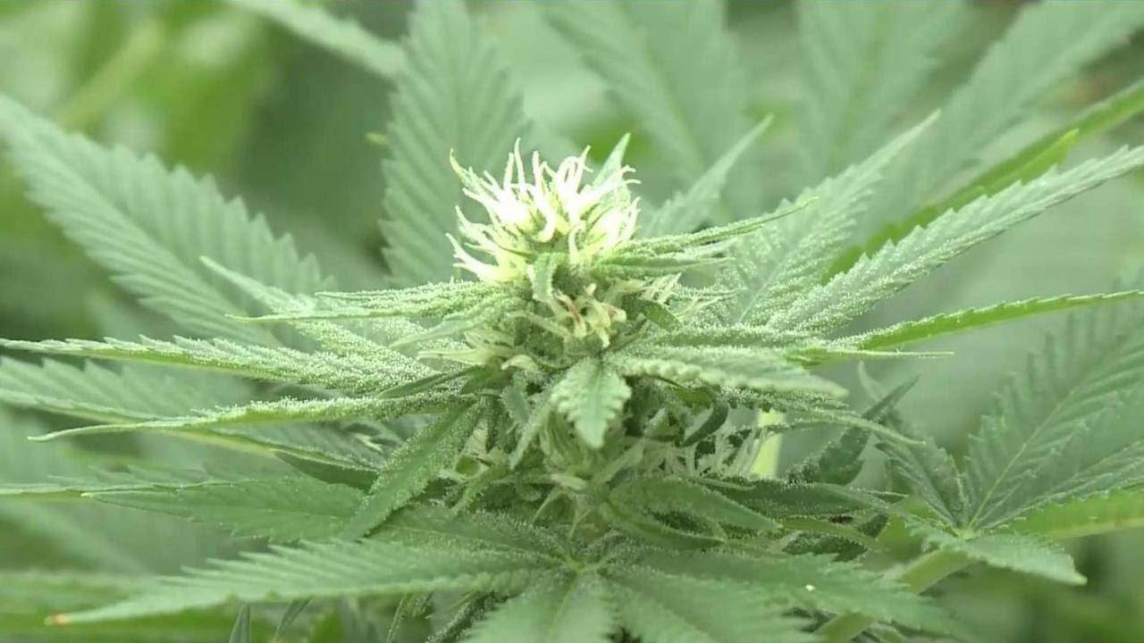 Many still seemingly confused about rules around cannabis