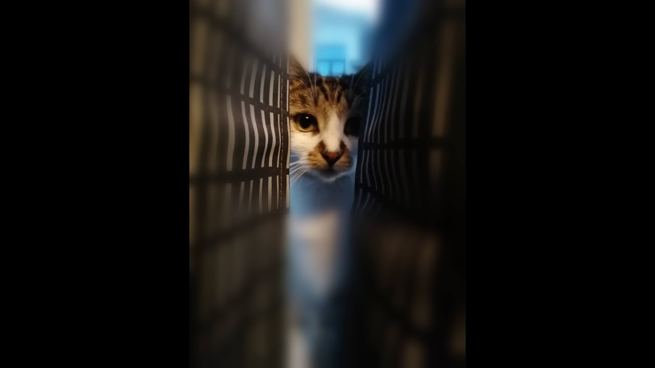 Cats 2022