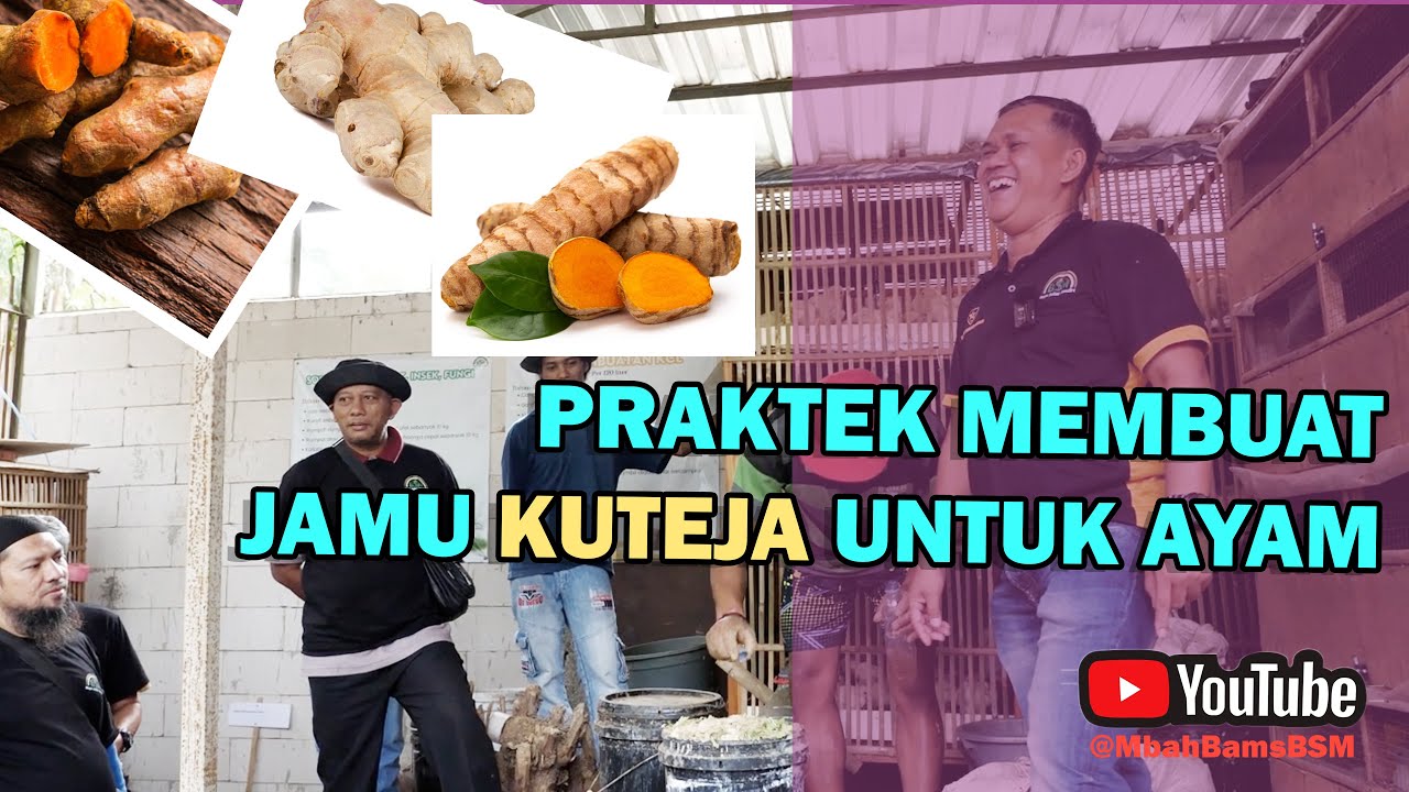 PRAKTEK MEMBUAT JAMU KUTEJA UNTUK AYAM #bayudiningrat #bayusehatmandiri #pertanian