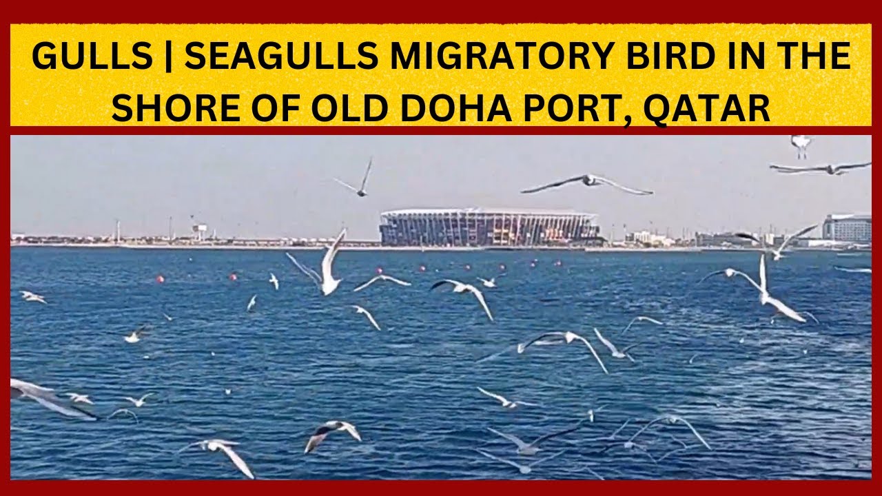 Seagull bird at Mina Doha Port, Qatar | Winter season 2023